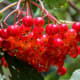 flowering-shrubs-and-bushes