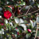 Camellia japonica with its glossy leaves comes in white, pink, and striped as well as red.
