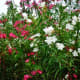 Oleander bushes of different colors can be pretty planted next to one another.