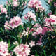 Our pink oleanders located at our previous home in Houston.