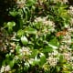Indian Hawthorn bush in bloom