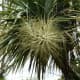 More Cordyline australis flowers.