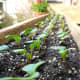 French Breakfast radish seedlings. ~1 week old.