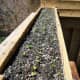 Radish sprouts. In a container almost four feet long and eight inches wide, I was able to harvest over 50 radishes!