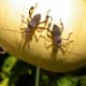 The squash bug is one of the main problems you might face when trying to grow summer squash.