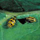 The spotted and striped cucumber beetle is another primary foe of the summer squash.