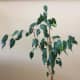 Front view of ficus Benji that has been placed against a wall. You can see its imbalanced appearance due to protruding and overgrown stems.