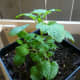 This eight-week-old lemon balm plant&mdash;which is part of the mint family&mdash;was grown from seed.