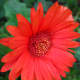 The simplicity of a brightly-colored Gerbera daisy makes me smile