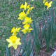 A few simple blooms bring me joy. These bulbs bloomed during January after a spate of warm days.