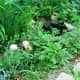Soon it will be time to thin some plants.