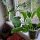 repurposed-garden-planters-inexpensive-ideas-for-indoor-outdoor-gardens