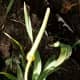 Leek flower stalk and head (undeveloped).