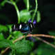 This is a Sara Longwing, you can see it landed on my daughter's finger below.