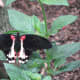 This is a Scarlet Mormon.  Butterflies don't have lungs.