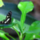 I am not 100% postive, but I believe this is a Tropical Swallowtail.