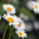 types-of-daisies