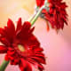 Red Gerber Daisy