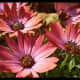 Marguerite Daisy