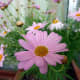 types-of-daisies