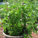 vertical-gardening-ideas-garden-trellis-for-vegetable-gardens
