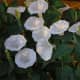Moonflowers bloom only at night and release a sweet fragrance that attracts hummingbirds and nocturnal moths for pollination.