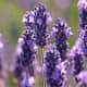 those-fragrant-flowers