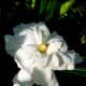 those-fragrant-flowers