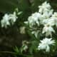 those-fragrant-flowers