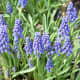 those-fragrant-flowers