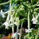Nicotiana sylvestris is the largest species of flowering tobacco, reaching heights of up to 5 feet tall.