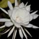those-fragrant-flowers