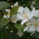 those-fragrant-flowers