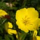 those-fragrant-flowers