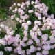 those-fragrant-flowers