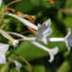 those-fragrant-flowers
