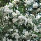 Mock orange plants are called such because of their similar resemblance and smell to that of orange flowers.