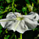 those-fragrant-flowers