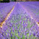 those-fragrant-flowers