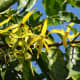 The flowers of the ylang-ylang tree are highly regarded in the worlds of perfumes and essential oils.