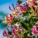 Honeysuckle is a plant with wonderful blooms that smell great and symbolize dreams of love.