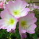 Another night-bloomer, evening primrose has also traditionally been used for various medicinal purposes.