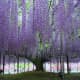 This beautiful, 150-year-old wisteria can be found in Japan.