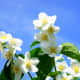 those-fragrant-flowers