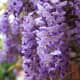 those-fragrant-flowers