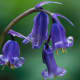 Bluebells are among some of the easiest plants to care for, as they are resistant to pests, diseases, deer, and rodents.