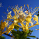those-fragrant-flowers