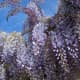 those-fragrant-flowers