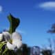 those-fragrant-flowers