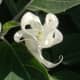those-fragrant-flowers